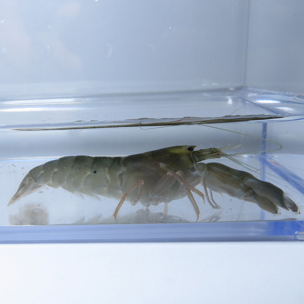 Pistol Shrimp - Common