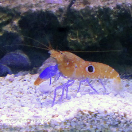 Buy Pistol Shrimp - Fancy (Indian Ocean) in Canada for as low as 49.45