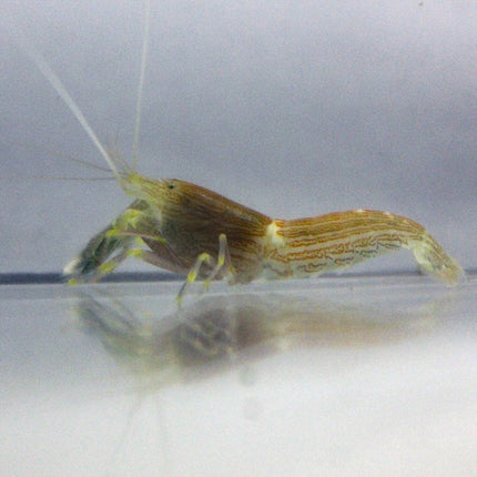 Pistol Shrimp - Fine Striped