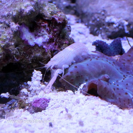 Buy Pistol Shrimp - Fine Striped (Asia Pacific) in Canada for as low as 19.45