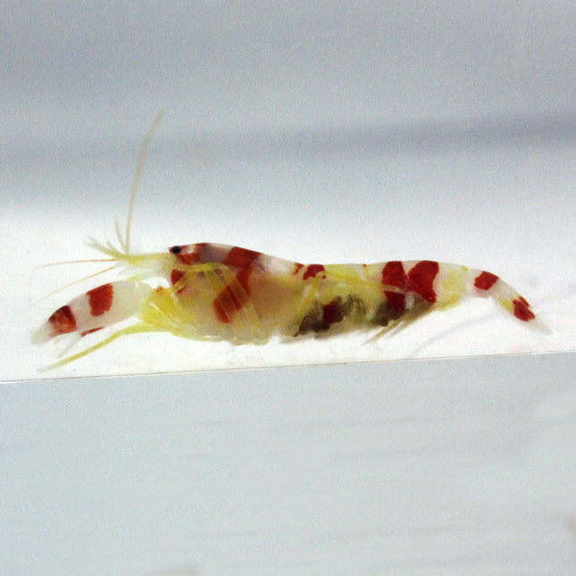 Pistol Shrimp - Candy Cane