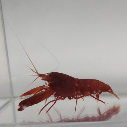 Pistol Shrimp - Red