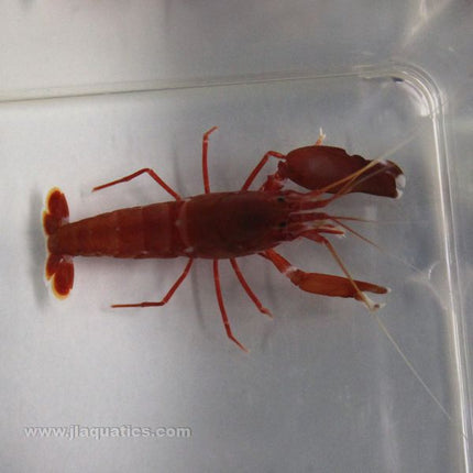 Buy Pistol Shrimp - Red (Atlantic) in Canada for as low as 33.95