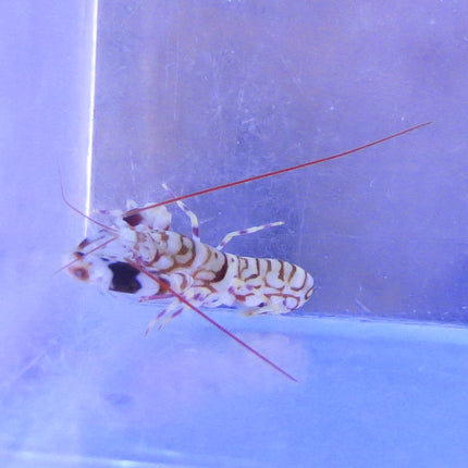 Pistol Shrimp - Tiger