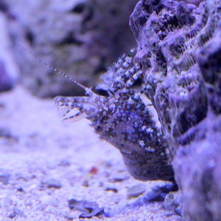 Saron/Marble Shrimp