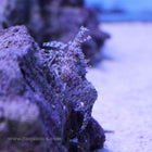 Saron/Marble Shrimp (Asia Pacific)