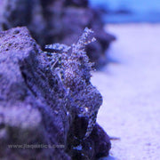 Saron/Marble Shrimp (Asia Pacific)