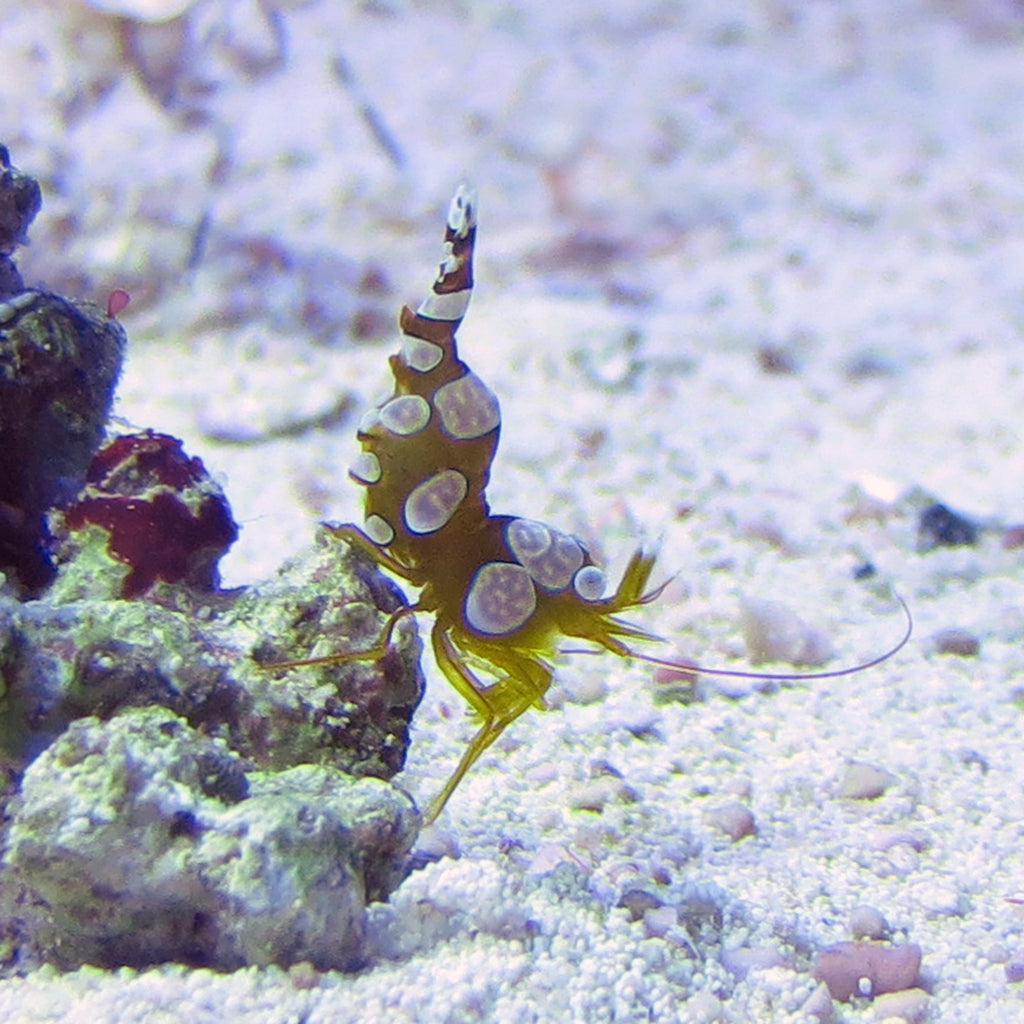 Sexy Shrimp