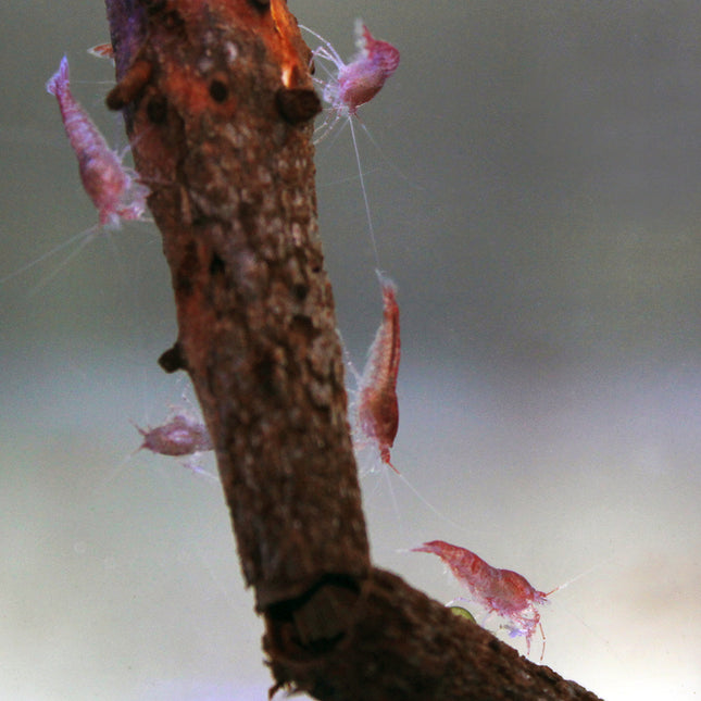 Volcano Shrimp