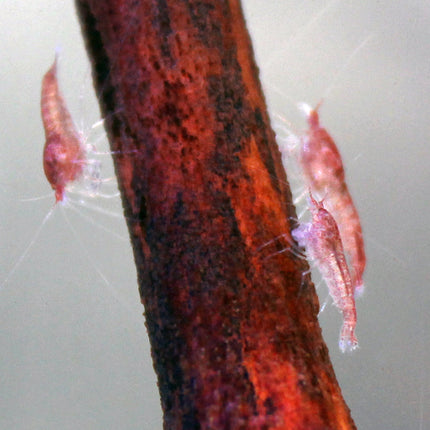 Volcano Shrimp