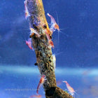 Volcano Shrimp (South Pacific)