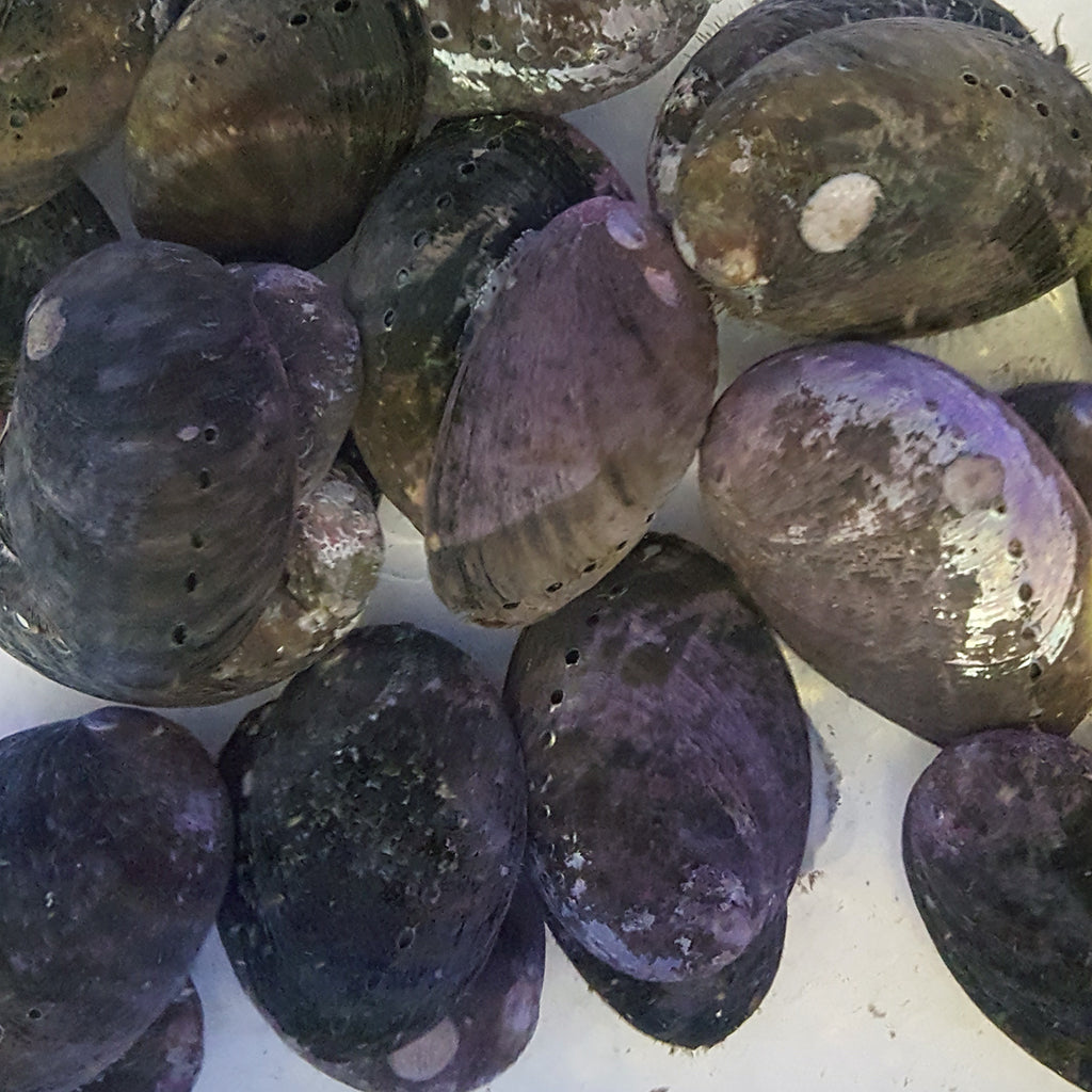 Abalone | JLAquatics Canada – J&L Aquatics Ltd.