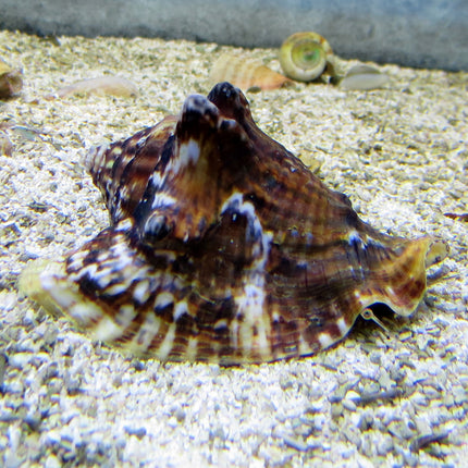 Hawkwing Conch