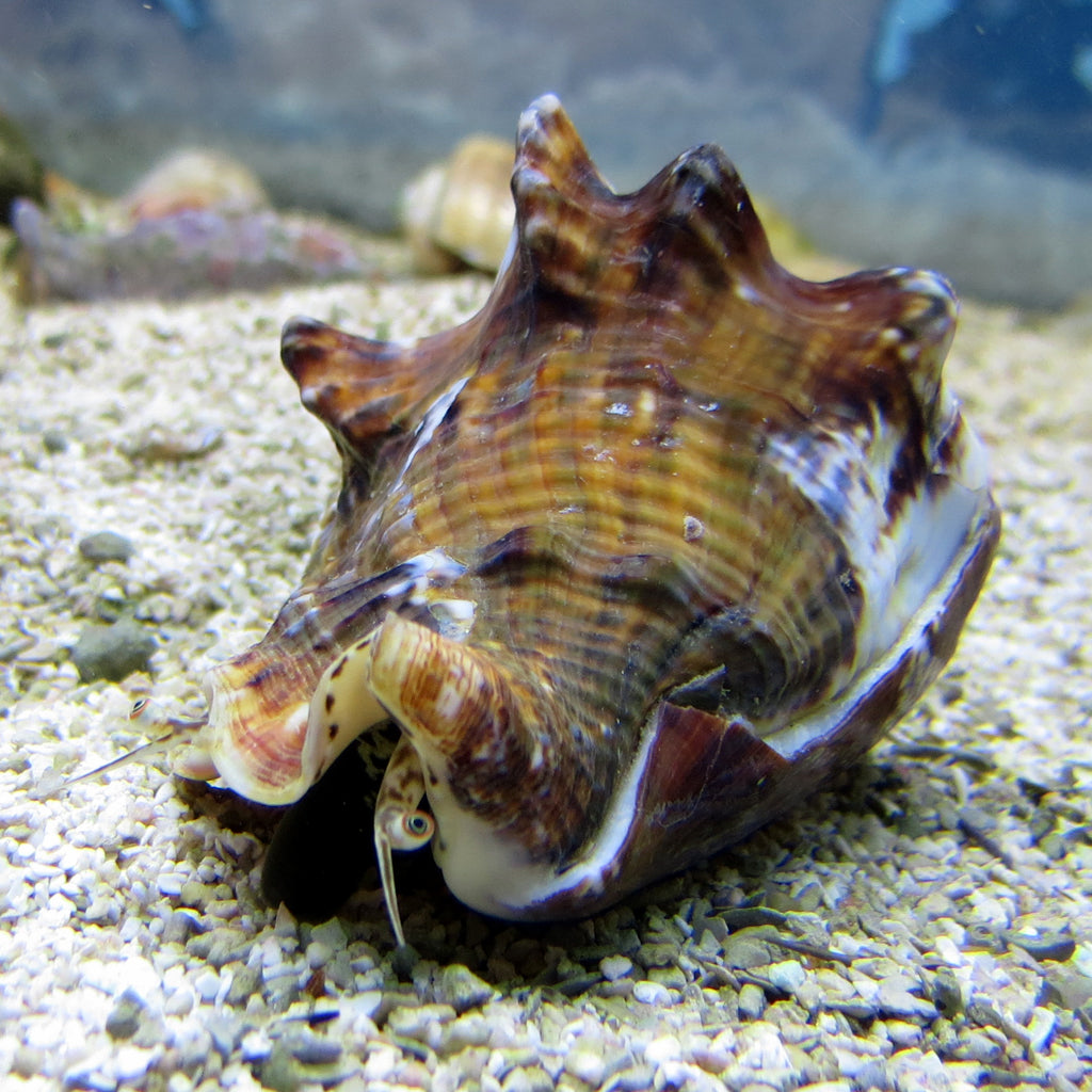 Hawkwing Conch