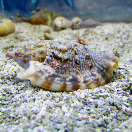 Hawkwing Conch (Asia Pacific)