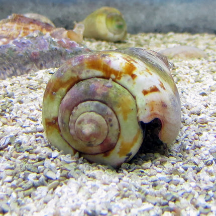 Orange Lip Conch