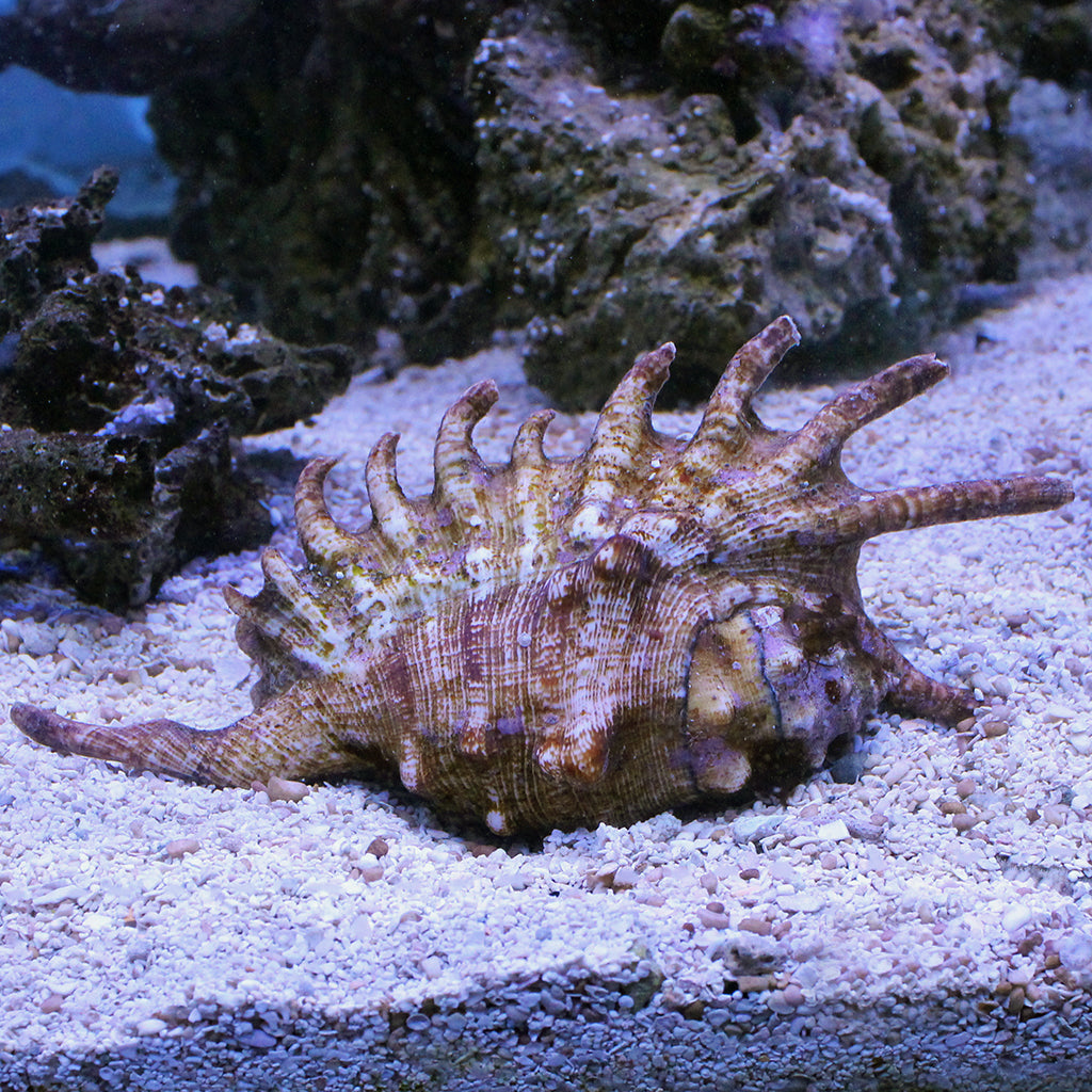 Spider Conch | JLAquatics Canada – J&L Aquatics Ltd.