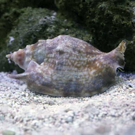 Spiny Strombus Conch