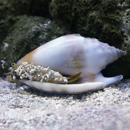 Spiny Strombus Conch