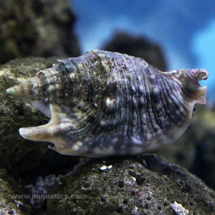 Spiny Strombus Conch (Asia Pacific)