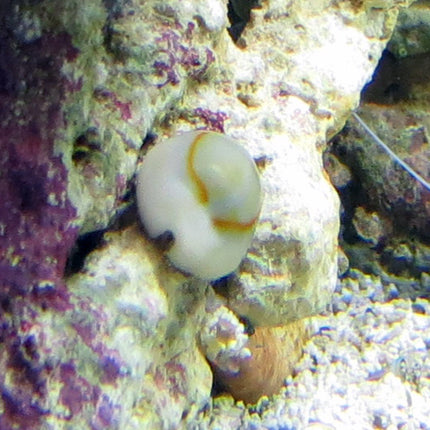 Ring Cowrie