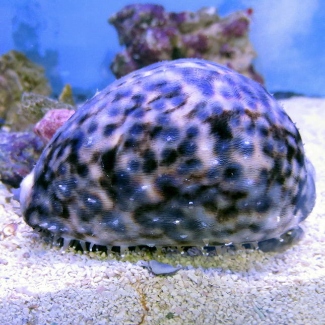 Tiger Cowrie