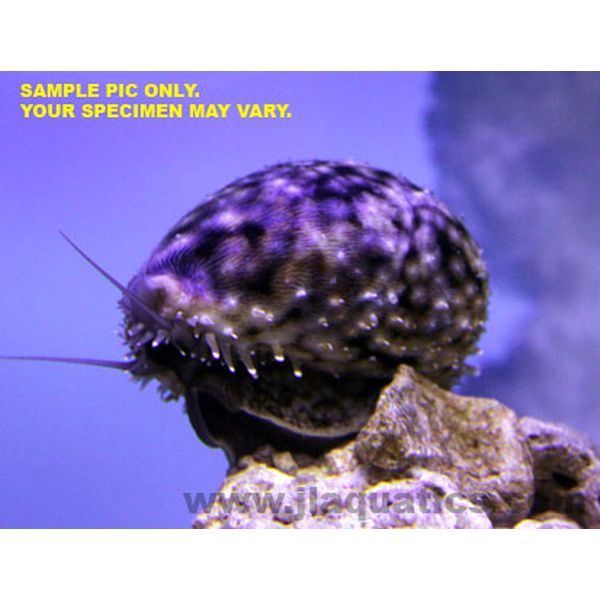 Tiger Cowrie