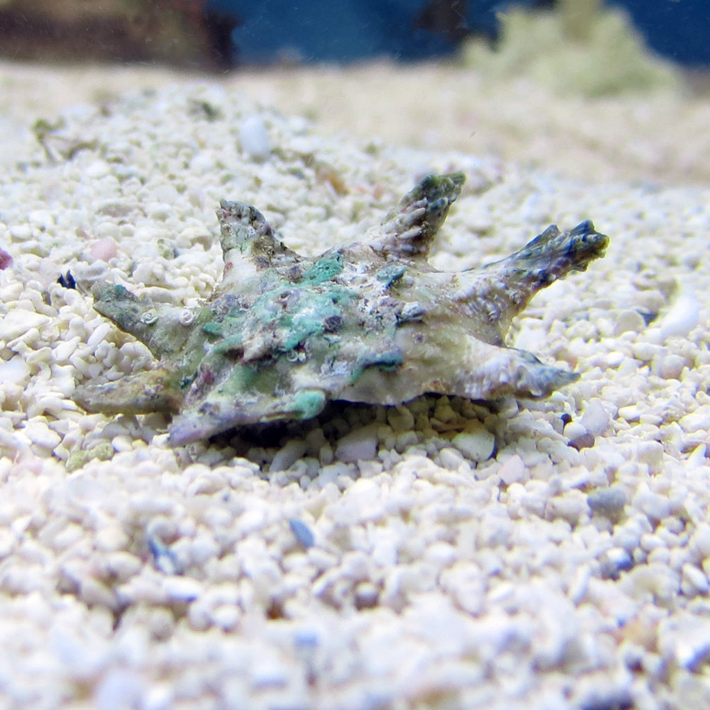 Throwing Star Astrea Snail