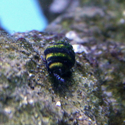 Bumble Bee Snail