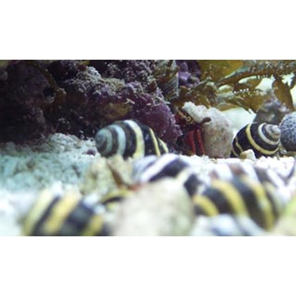 Buy Bumble Bee Snail (Asia Pacific) in Canada for as low as 2.95