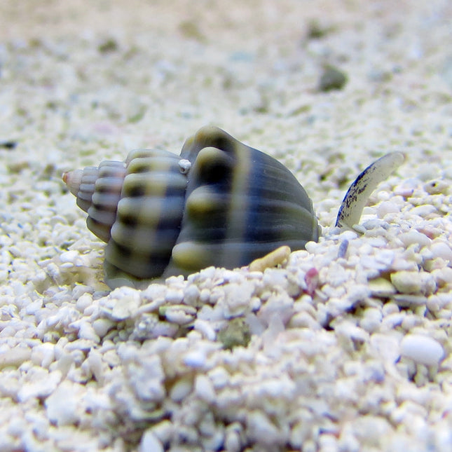 Buy Tonga Nassarius Snail (South Pacific) in Canada for as low as 3.95