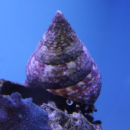 Strawberry Top Hat Snail