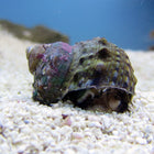 Buy Mexican Turbo Snail (Atlantic) in Canada for as low as 4.95