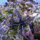 Buy Brittle Star - Black/Pink (Asia Pacific) in Canada for as low as 20.45