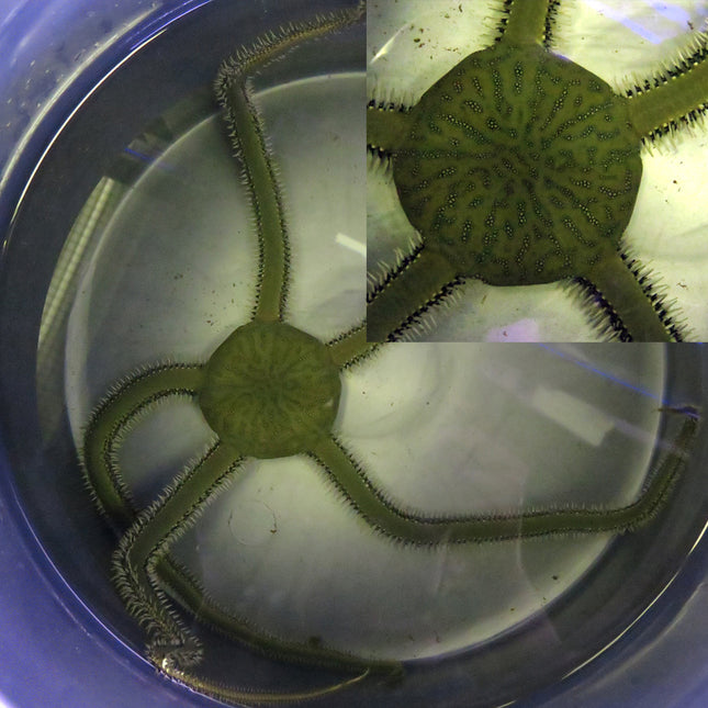 Brittle Star - Green