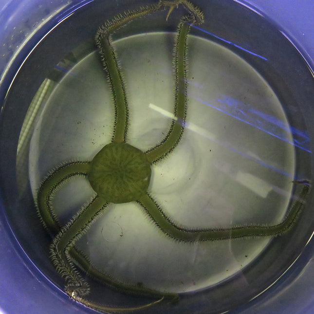 Brittle Star - Green (Asia Pacific)