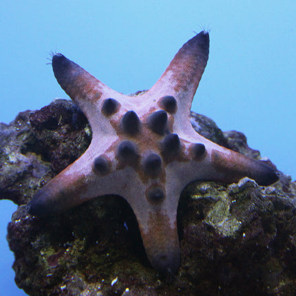 Chocolate Chip Starfish