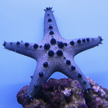 Chocolate Chip Starfish