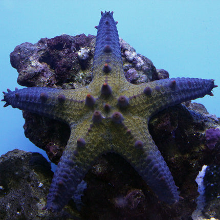 Chocolate Chip Starfish