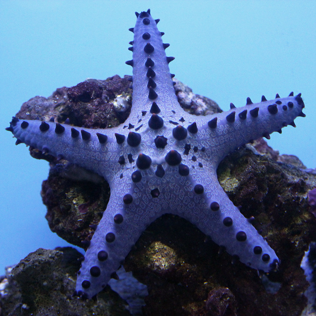 Chocolate Chip Starfish | JLAquatics Canada – J&L Aquatics Ltd.