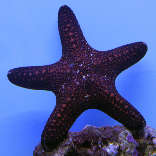 Common Starfish | JLAquatics Canada – J&L Aquatics Ltd.