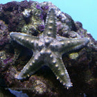 Green Spined Star (Indian Ocean)