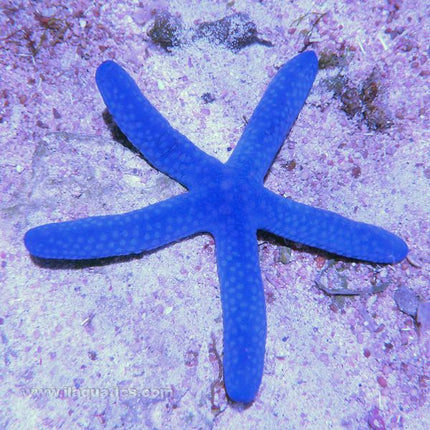 Buy Linckia Starfish - Blue (Asia Pacific) in Canada for as low as 39.45