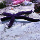 Buy Linckia Starfish - Burgundy (South Pacific) in Canada for as low as 35.95