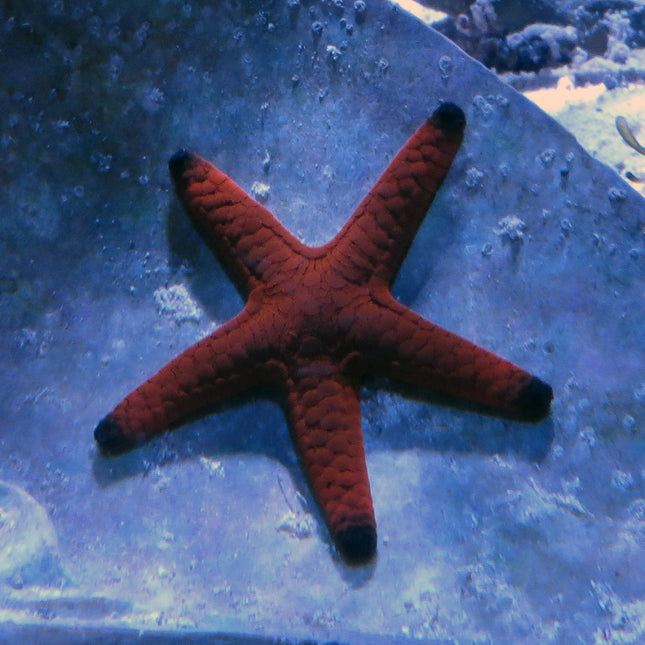 Buy Red Reef Starfish (Indian Ocean) in Canada for as low as 43.45