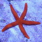 Buy Red Reef Starfish (Indian Ocean) in Canada for as low as 43.45