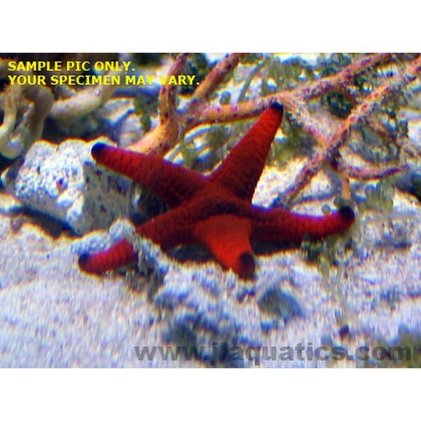 Red Reef Starfish
