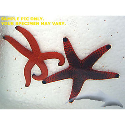 Red Reef Starfish