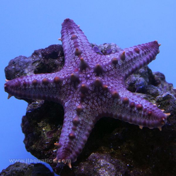 Buy Red Spined Starfish (Indian Ocean) in Canada for as low as 38.95