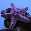 Buy Red Spined Starfish (Indian Ocean) in Canada for as low as 38.95